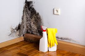 Professional Mold Removal Services in Freeburg, IL